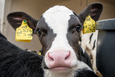 Rinderhaltung in einem Milchviehbetrieb