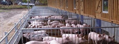 - © Jan Hempler Auslauf für Öko-Schweine