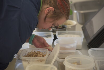 Finja Starck (Brandenburg), Starterin in der Kategorie Tierwirtschaft, bei der Futtermittelbestimmung während des Finales des Berufswettbewerbs der deutschen Landjugend am 21.06.2023 im Landwirtschaftlichen Bildungszentrum in Echem. - © Wolfgang Ehrecke Finja Starck (Brandenburg), Starterin in der Kategorie Tierwirtschaft, bei der Futtermittelbestimmung während des Finales des Berufswettbewerbs der deutschen Landjugend am 21.06.2023 im Landwirtschaftlichen Bildungszentrum in Echem.