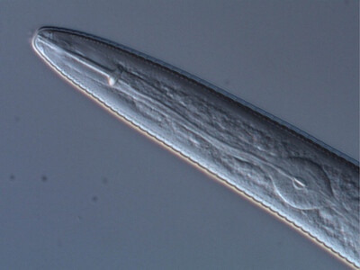 Nematode der Gattung Tylenchorhynchus - © Susanne Krause Nematode der Gattung Tylenchorhynchus
