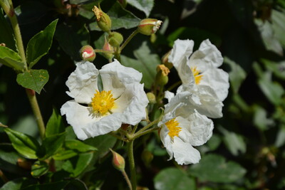 Die Zistrose mag steinig-durchlässige Erde und vollsonnige Plätze. In wintermilden Regionen kann man sie dauerhaft im Garten in Kiesbeeten oder Steingärten auspflanzen. - © Christiane Rehkamp Zistrose