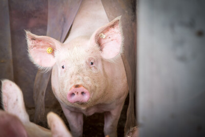 Schweine in der LWK-Versuchsstation Wehnen - © Wolfgang Ehrecke /media/media/FE657EA1-DA24-913E-37CA8D8112A54055.jpg