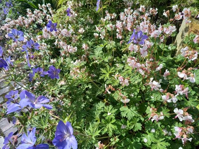 Geranium pratense Johnson Blue & G. x cantabrigiense Biokovo