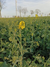 Beginnende Rapsblüte