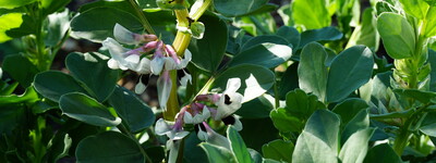 Ackerbohne in Bl&uuml;te