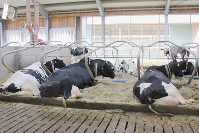 Liegeboxen m&uuml;ssen regelm&auml;&szlig;ig eingestreut und m&ouml;glichst 2 x t&auml;glich gereinigt werden 