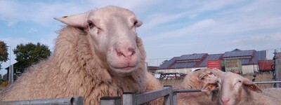 Grundlehrgang Schaf- und Ziegenhaltung