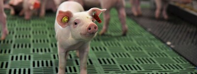 - © Jantje Ziegeler Die Farmmanagement-Software DigiSchwein soll dazu beitragen, das Wohlbefinden von Sauen, Ferkeln und Mastschweinen nachhaltig zu verbessern.