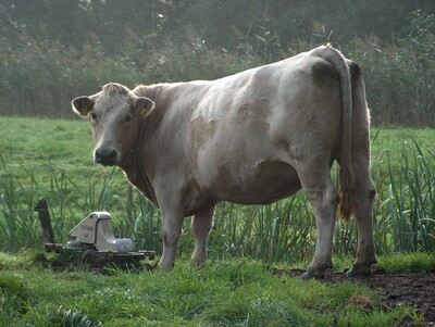 Mutterkuh an Tr&auml;nke