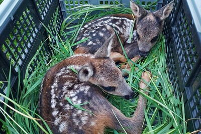 Rehkitzrettung der Bewilligungsstelle Osnarb&uuml;ck 2022