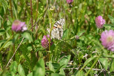 Blühstreifen am Versuchsstandort Hamerstorf - © Marisa Sonntag Blühstreifen am Versuchsstandort Hamerstorf