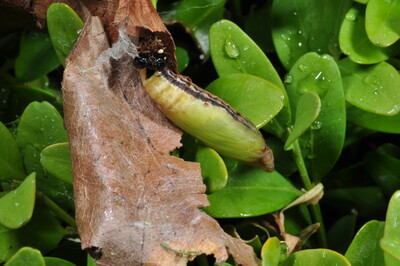 Buchsbaumzünsler-Puppe - © Dr. Thomas Brand Buchsbaumzünsler-Puppe
