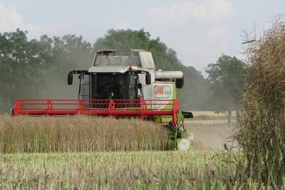 M&auml;hdrescher bei der Rapsernte