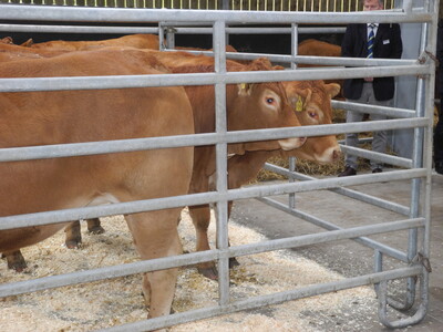 Ausgew&auml;hlte Jungtiere pr&auml;sentierten die Nachzucht