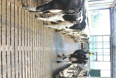 Saubere Laufgänge verhindern eine Verschmutzung von Klauen und Liegeboxen - © Dr. Jakob Groenewold Saubere Laufgänge verhindern eine Verschmutzung von Klauen und Liegeboxen