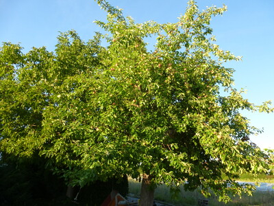 - © Ute Tangermann-Hirseland alter Apfelbaum - ´Grafensteiner´