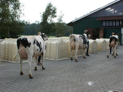 Verleihung des Staatsehrenpreises an den Betrieb Kleemann, Lütetsburg - © LWK Niedersachsen Verleihung des Staatsehrenpreises an den Betrieb Kleemann, Lütetsburg