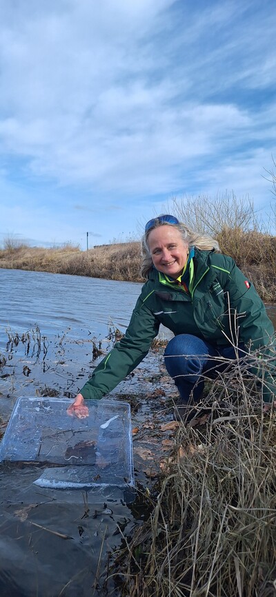 Aalbesatzaktion 2026