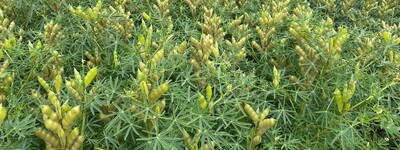 - © Wiebke Schlich Blaue Lupine