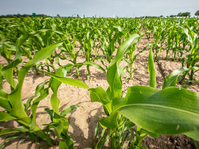Versuchsparzelle mit Mais auf dem Gel&auml;nde des Feldtags zum Thema Landwirtschaft und Wasserschutz am 17.06.2026 in Schw&uuml;blingsen (Uetze/Region Hannover).