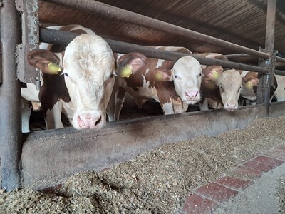 Aktuelle Entwicklungen in der Rindermast werden am 5. März beim Fachgespräch Rindermast in Verden diskutiert. - © Karolin Berges Mastbullen