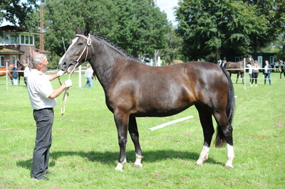 Siegerstute Rebecca DE 455870185415