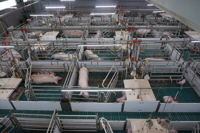 Für den erfolgreichen Einsatz von alternativen Abferkelsystemen müssen bei der Konzeption die Bedürfnisse von Sau, Ferkel und Tierbetreuer berücksichtigt werden - © Regine Revermann Alternatives Abferkelsystem