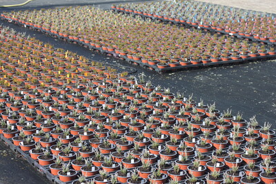Effekte gegen Phytophthora an Calluna