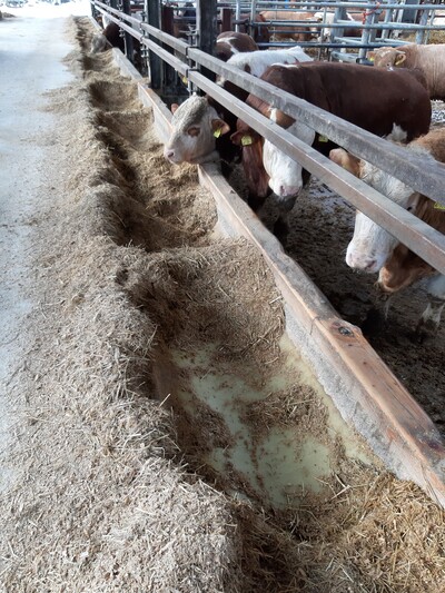 Hier wird die Mischration von den Bullen intensiv selektiert. Der 'Lochfra&szlig;' ist ein deutlicher Hinweis. Das eingemischte Futterstroh ist viel zu lang.