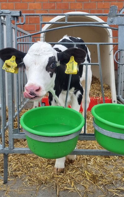 Kalb vorm Kälberiglu - © Jantje Ziegeler Kalb vorm Kälberiglu