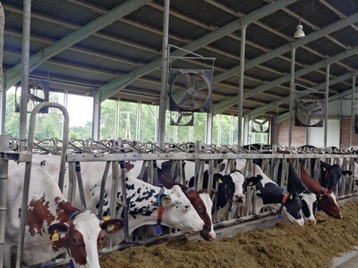 Ventilatoren im Milchviehstall
