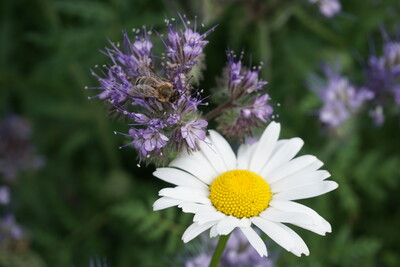 Blühende Zwischenfrüchte mit Insekten