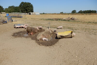Schweine - © Anke Evers Mehrere ausgewachsene Schweine suhlen sich in Wasserlöchern. Einige Ferkel halten sich dort und im umliegenden Sand auf, in dem auch Tröge liegen.