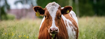 - © BorgMattisson / pixabay.com Milchkuh