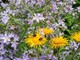Riesendoldenglockenblume und Alant - © Christiane Rehkamp Riesendoldenglockenblume und Alant