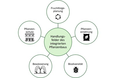 Die Handlungsfelder des Integrierten Pflanzenbaus umfassen viele verschiedene Maßnahmen - Welche für Ihren Betrieb passt untersuchen wir im Projekt - © Friederike Wellhausen Handlungsfelder des integrierten Anbaus