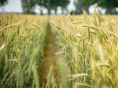 Feldtag zum Thema Landwirtschaft und Wasserschutz am 17.06.2026 in Schw&uuml;blingsen (Uetze/Region Hannover).