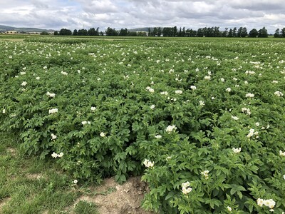 Auf der PotatoEurope zeigt die Landwirtschaftskammer Niedersachsen zusammen mit ihren Partnern Demofelder zum Kartoffelanbau. - © Annette Hoffmann Kartoffelparzellen am 20.07.2026