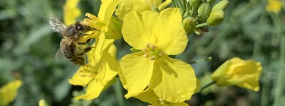 Eine Biene sitzt auf einer gelben Bl&uuml;te in einem Feld voller gelber Blumen.