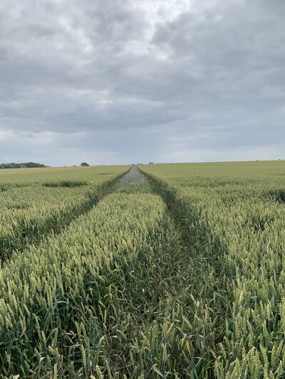 Die Aussaat der einjährigen Blühmischung erfolgte als Frühjahrsaussaat in der Fahrgasse zwischen den Fahrspuren nach flacher Bodenbearbeitung mit dem Grubber. - © Dr. Annette Bartels einjähriger Blühstreifen