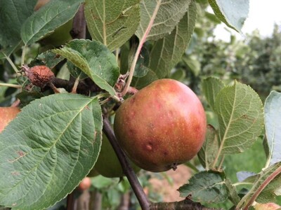Hagelschäden bei Äpfeln