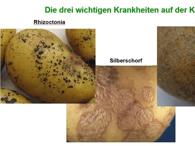 Die 3 wichtigsten Krankheiten auf der Kartoffel