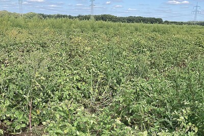 Unkrautbek&auml;mpfung in Kartoffeln