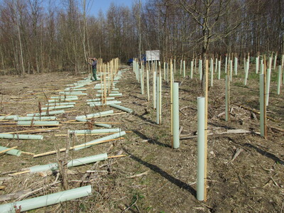 Wuchsh&uuml;llen von Jungpflanzen