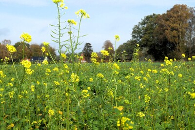 Zwischenfruchtbestand Wehnen