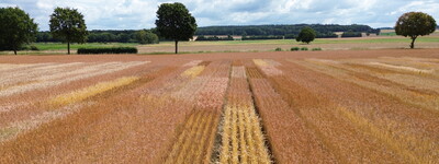 &Ouml;ko-Landessortenversuche 2025