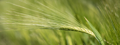 - © Wolfgang Ehrecke Feldtag Wasserschutz in Wehnen am 24.05.2018