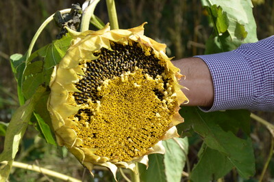 Sonnenblume: Augenweide und Nahrungsquelle für Wild
