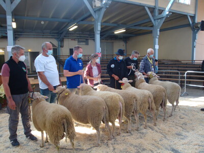 Ulferts aus Hinte (re) hatte in der 4. Altersklasse den Ia- Bock, der Reservesieger bei den Lammb&ouml;cken der Rasse Ostfriesisches Milchschaf wurde. Ulferts wurde mit der goldenen Preism&uuml;nze der LWK ausgezeichnet.