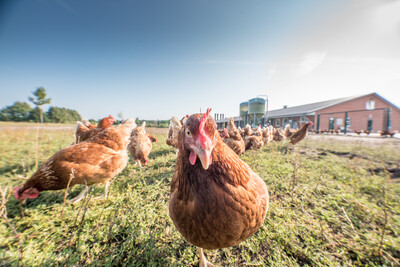 Fokus Tierwohl: Die Landwirtschaftskammer Niedersachsen hat bei dem bundesweiten Verbundprojekt die Geschäftsstelle Geflügel übernommen. - © Wolfgang Ehrecke Legehennen-Hof von Marita und Jens Wemken in Wiefelstede (Kreis Ammerland).